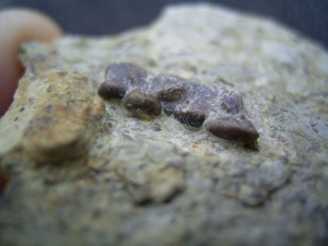 Colobodus Kiefer mit Zähnen