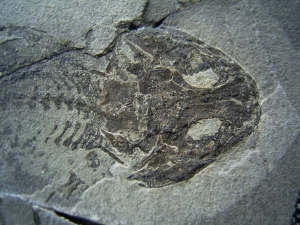 Microlerpeton Schädel