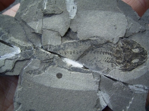 Microlerpeton Schädel