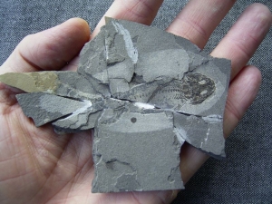 Microlerpeton Schädel