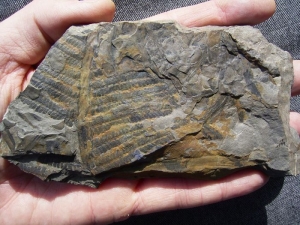 Pecopteris candolleana