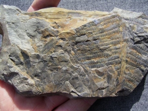 Pecopteris candolleana