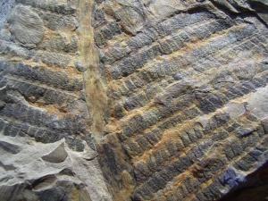 Pecopteris candolleana