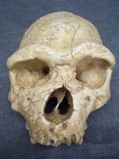 (1) Gesichts-Schädel Homo Heidelbergensis Arago XXI