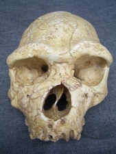 (1) Gesichts-Schädel Homo Heidelbergensis Arago XXI