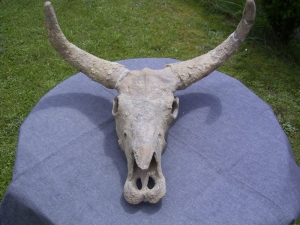 Bos spec. Schädel