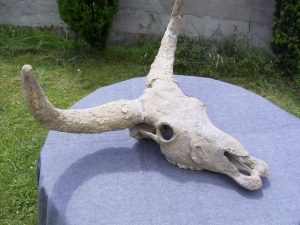 Bos spec. Schädel