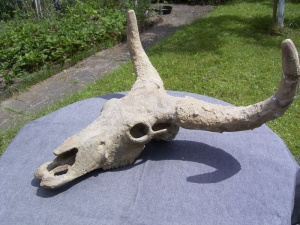 Bos spec. Schädel