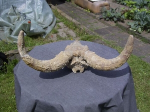 Bos spec. Schädel