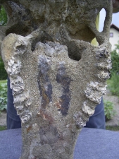 Bos spec. Schädel