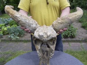 Bos spec. Schädel