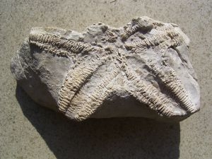 Seestern aus dem Muschelkalk # 1