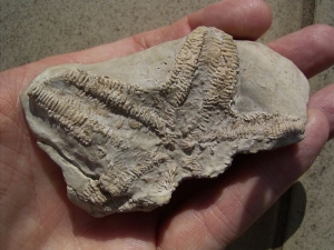 Seestern aus dem Muschelkalk # 1