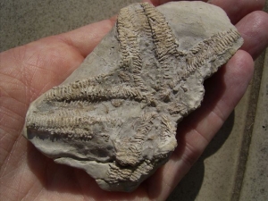 Seestern aus dem Muschelkalk # 1