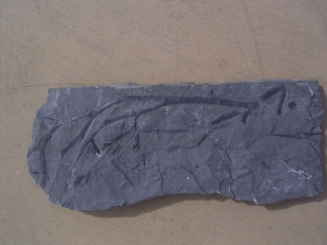 Psilophyt Pflanze aus dem unteren Devon