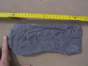 Psilophyt Pflanze aus dem unteren Devon