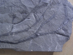 Psilophyt Pflanze aus dem unteren Devon