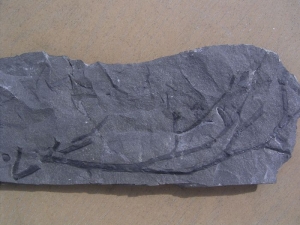 Psilophyt Pflanze aus dem unteren Devon