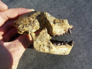 Affen-Schädel Aegyptopithecus zeuxis