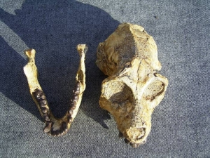 Affen-Schädel Aegyptopithecus zeuxis