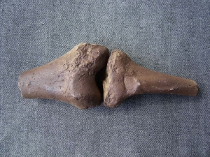 Kniegelenk Australopithecus afarensis