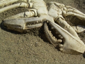 Krabbe aus dem Holozän