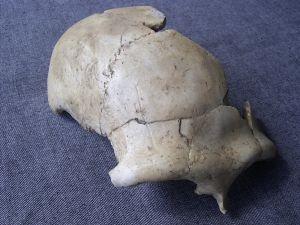 Skull cap Homo Neanderthalensis Vestina Pecina Croatia
