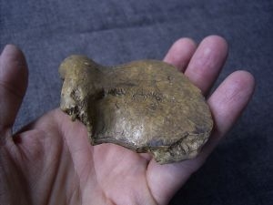 Schädelfragment von Homo Neanderthalensis Vindija aus Kroatien