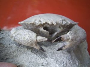 Harpactocarcinus punctulatus