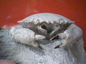 Harpactocarcinus punctulatus