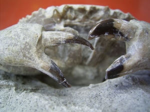 Harpactocarcinus punctulatus