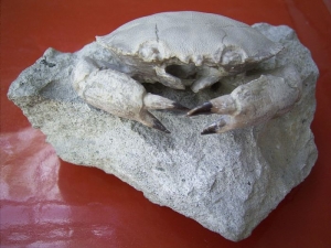 Harpactocarcinus punctulatus