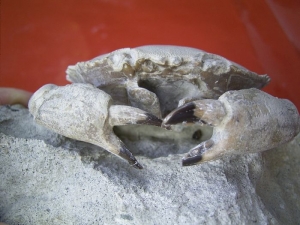 Harpactocarcinus punctulatus