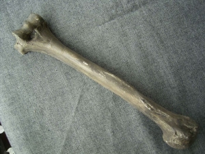 Neanderthaler Oberarmknochen (Humerus)