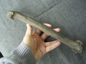 Neanderthaler Oberarmknochen (Humerus)