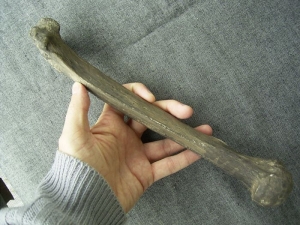 Neanderthaler Oberarmknochen (Humerus)