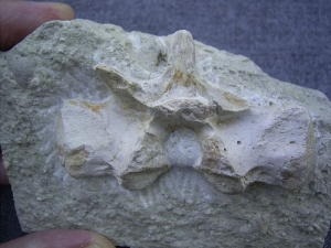 Nothosaurus Wirbel-Dornfortsatz