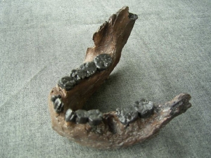 Unterkiefer von Australopithecus boisei KNM-ER 729
