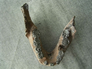 Unterkiefer von Australopithecus boisei KNM-ER 729