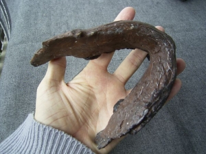 Unterkiefer von Australopithecus boisei KNM-ER 729