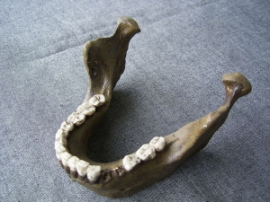 Unterkiefer von Mauer Homo Heidelbergensis