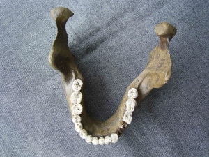 Unterkiefer von Mauer Homo Heidelbergensis