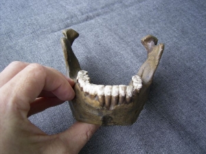 Unterkiefer von Mauer Homo Heidelbergensis