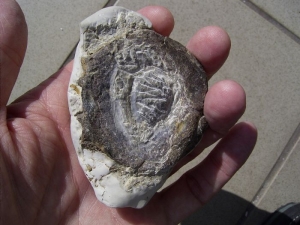 Placodus gigas Wirbel