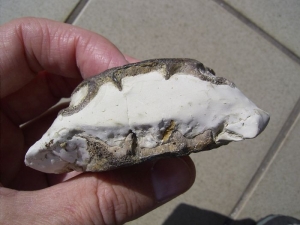 Placodus gigas Wirbel