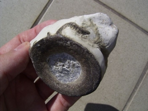 Placodus gigas Wirbel