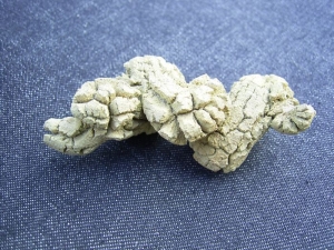 Fossilized dinosaurus poo