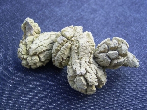 Fossilized dinosaurus poo