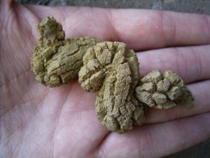 Fossilized dinosaurus poo