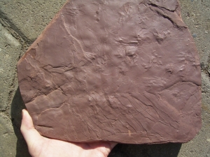 Reptilien Trittsiegel